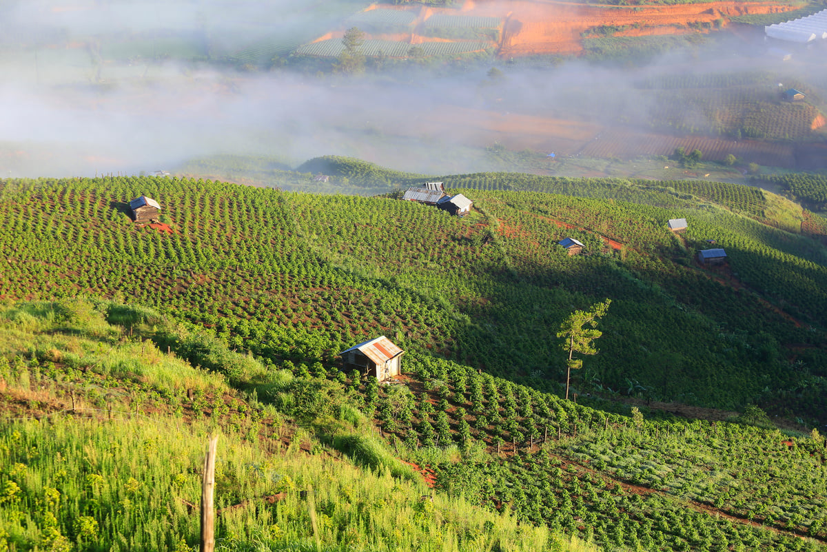 Coffee plantation