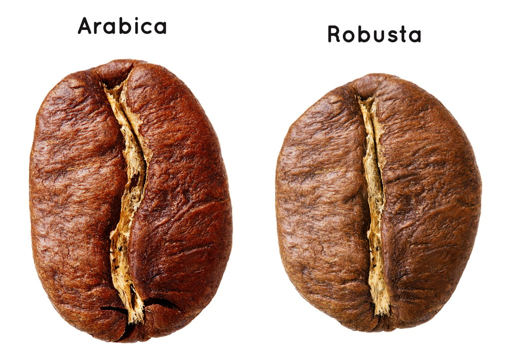 Black arabica, robusta coffee bean