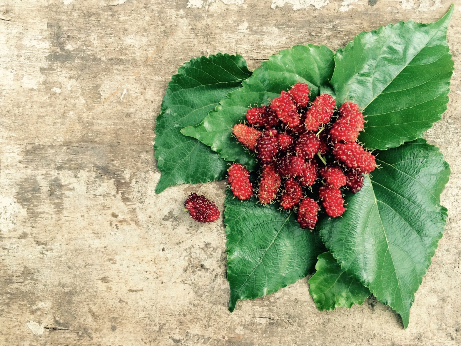 Red Fruit and Green Leaf