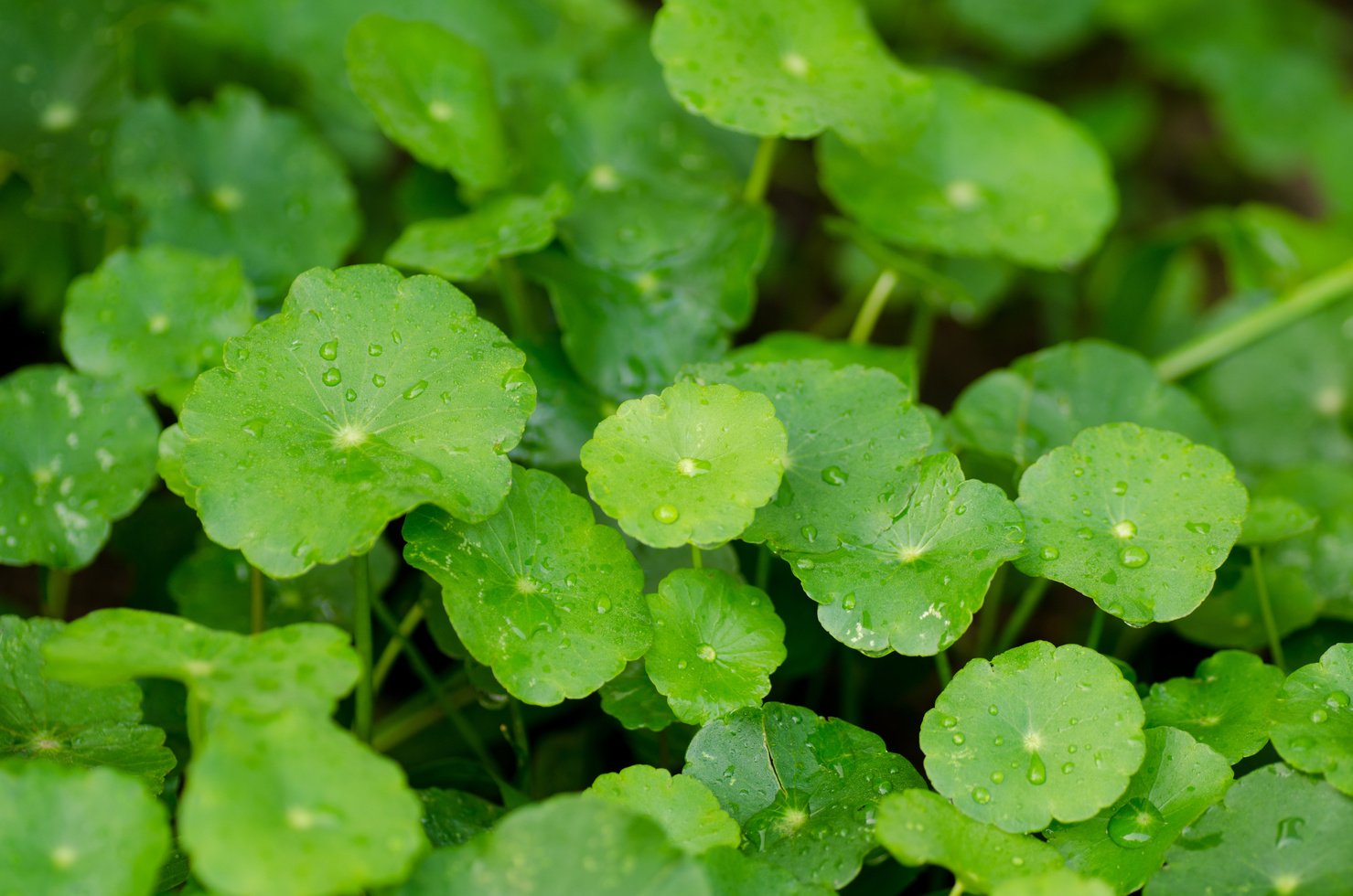 Centella asiatica