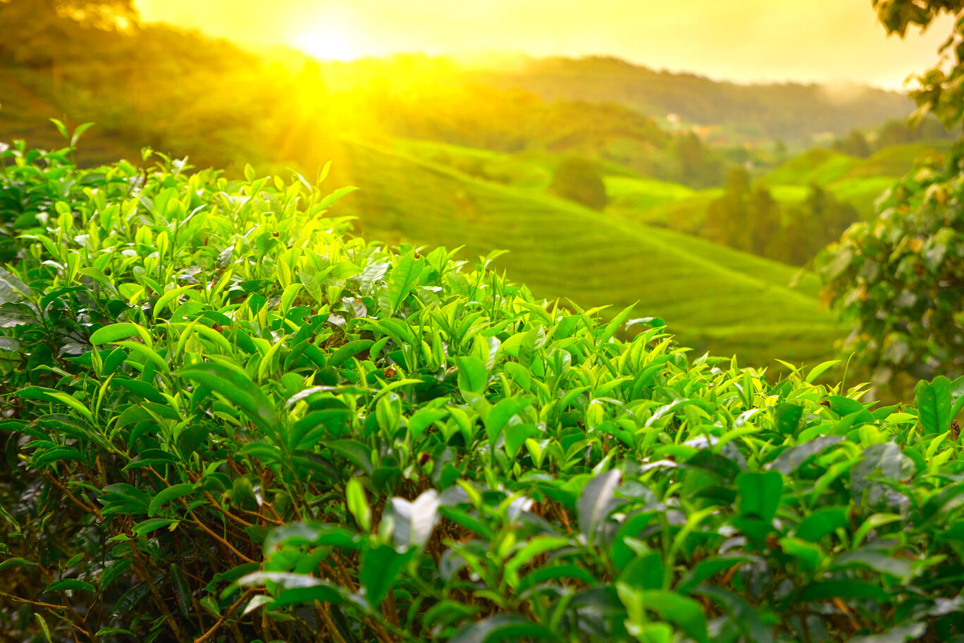 Tea plantation