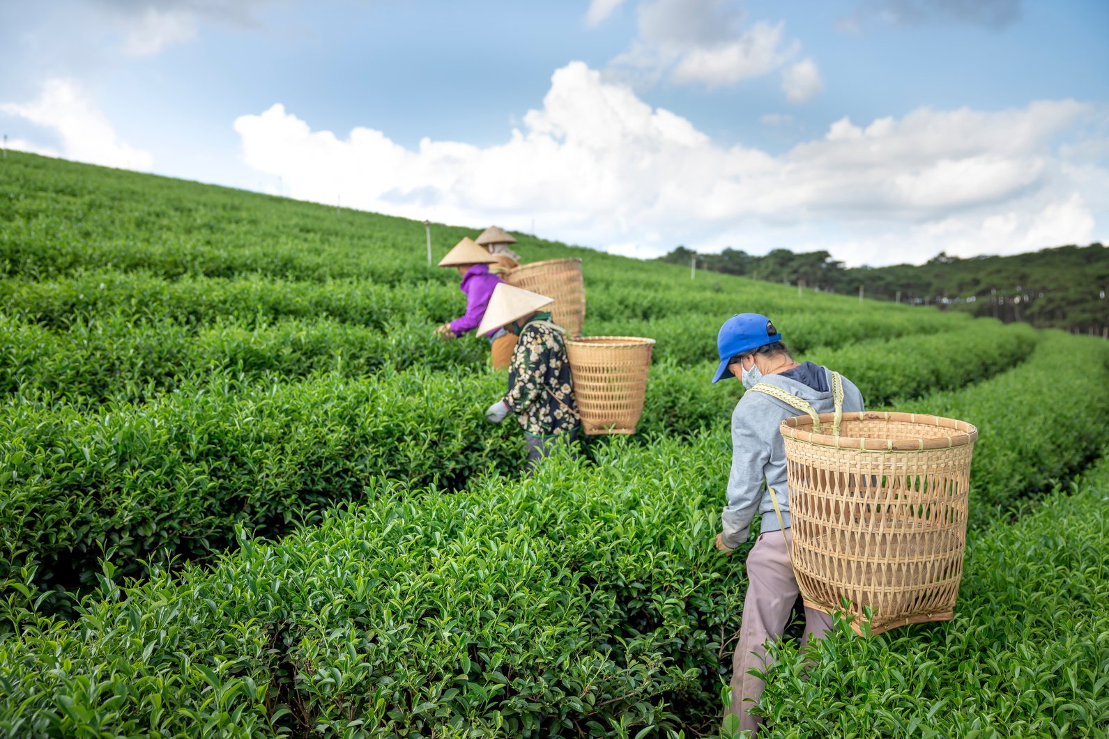 Anonymous workers harvesting leaves on tea plantation